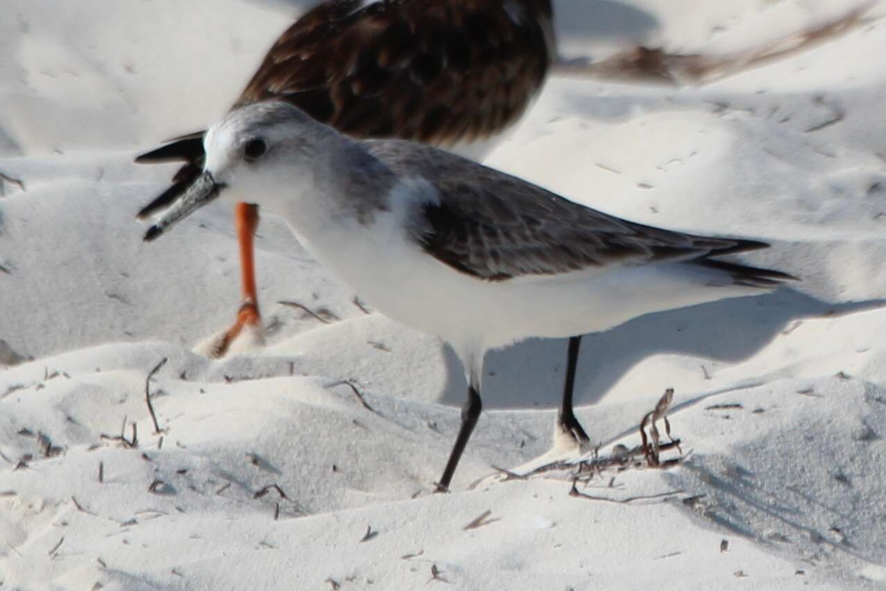 Image of Calidris Merrem 1804