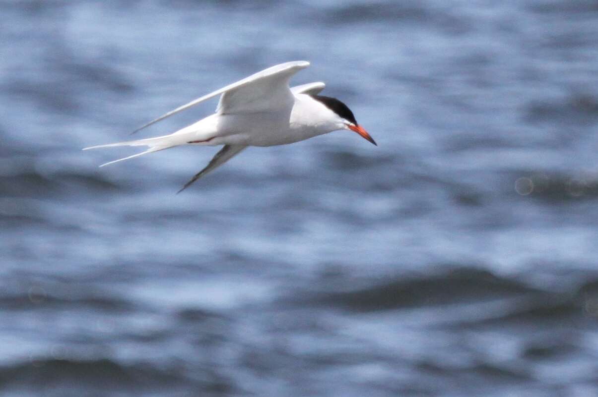 Image of Common Tern