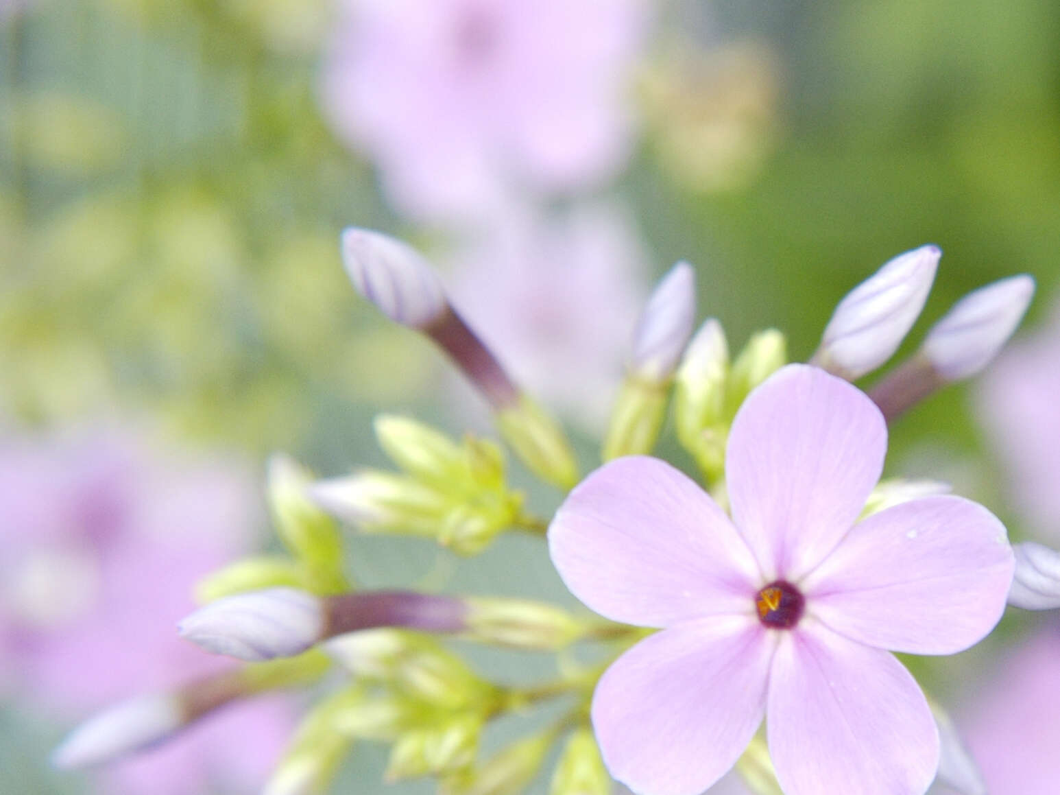 Imagem de Phlox glaberrima subsp. interior (Wherry) Wherry