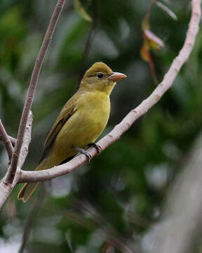 Image of Summer Tanager