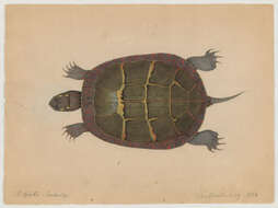 Image of Eastern Painted Turtle