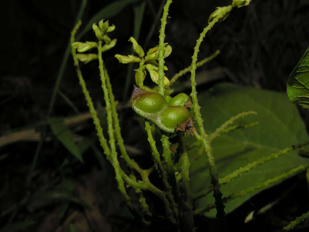 Image of Rhynchosia erythrinoides Schltdl. & Cham.