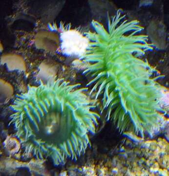 Image of giant green anemone