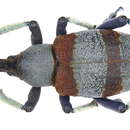 Image of Eupholus dhuyi Porion 1993