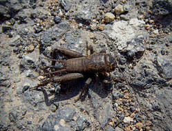 Image of Field Crickets