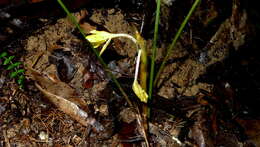 Image de Goeppertia brasiliensis (Körn.) Borchs. & S. Suárez