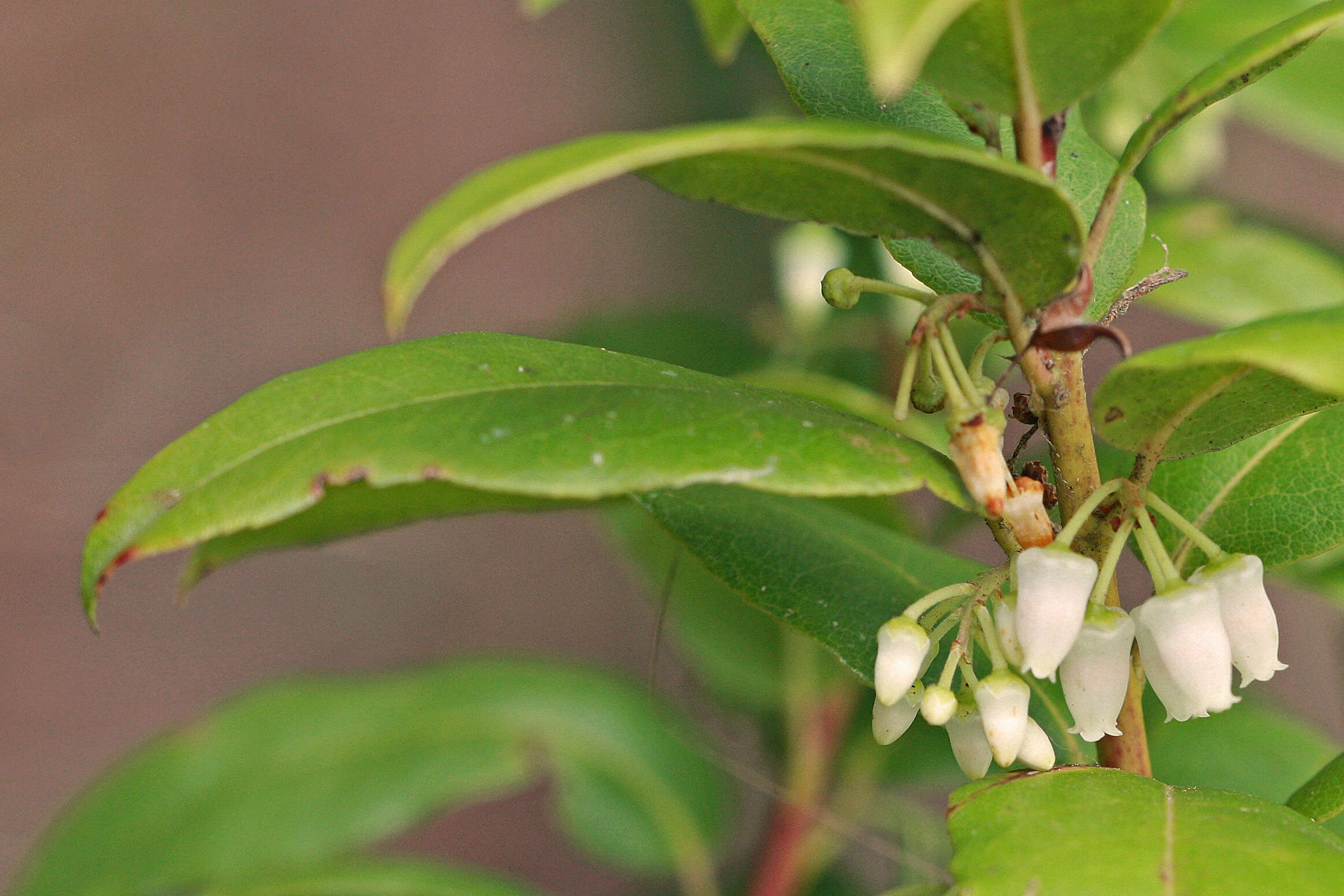 Image of Florida hobblebush