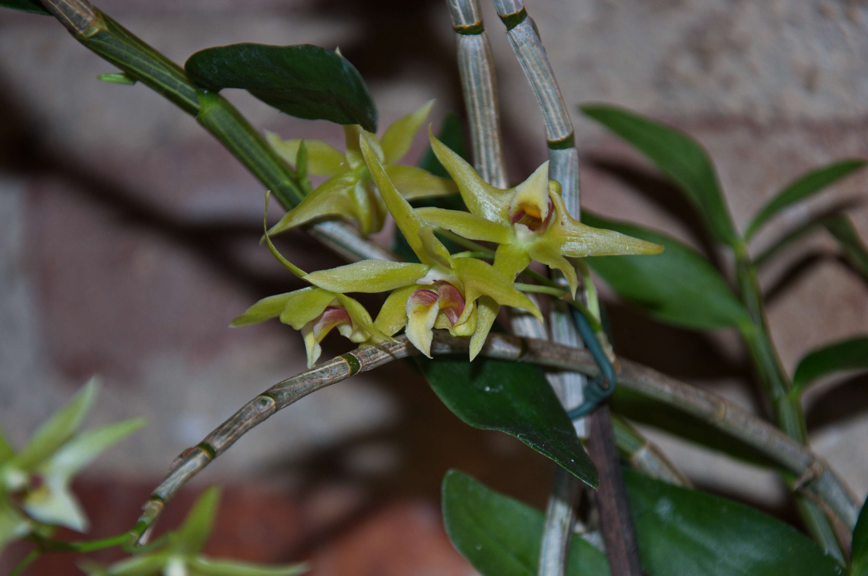 Imagem de Dendrobium catenatum Lindl.