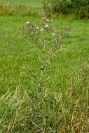 Image of prickly lettuce