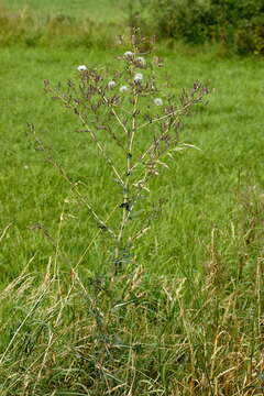 Image of prickly lettuce