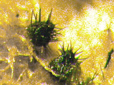 Image of Ascocodinaea stereicola Samuels, Cand. & Magni 1997