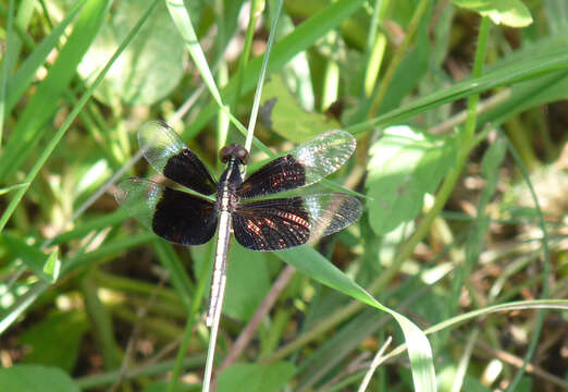 Image of Pied Paddy Skimmer