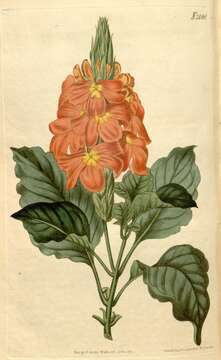 Image of Crossandra infundibuliformis subsp. infundibuliformis