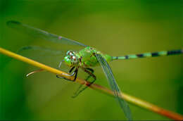 Image of Pondhawks