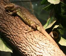 Image of Solomon Island skinks