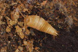Image of Ateluridae