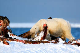 Imagem de urso-polar