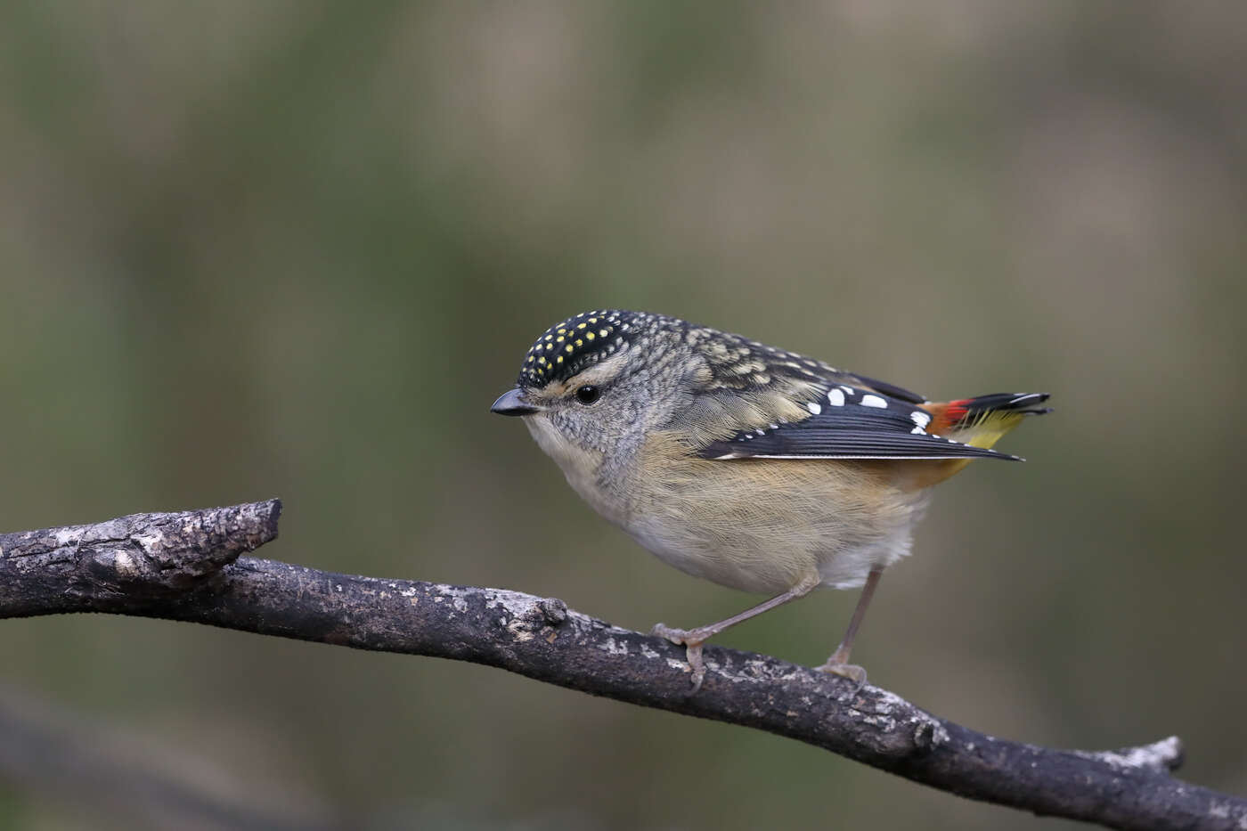 Image of pardalotes