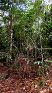 Image of Bactris acanthocarpa Mart.