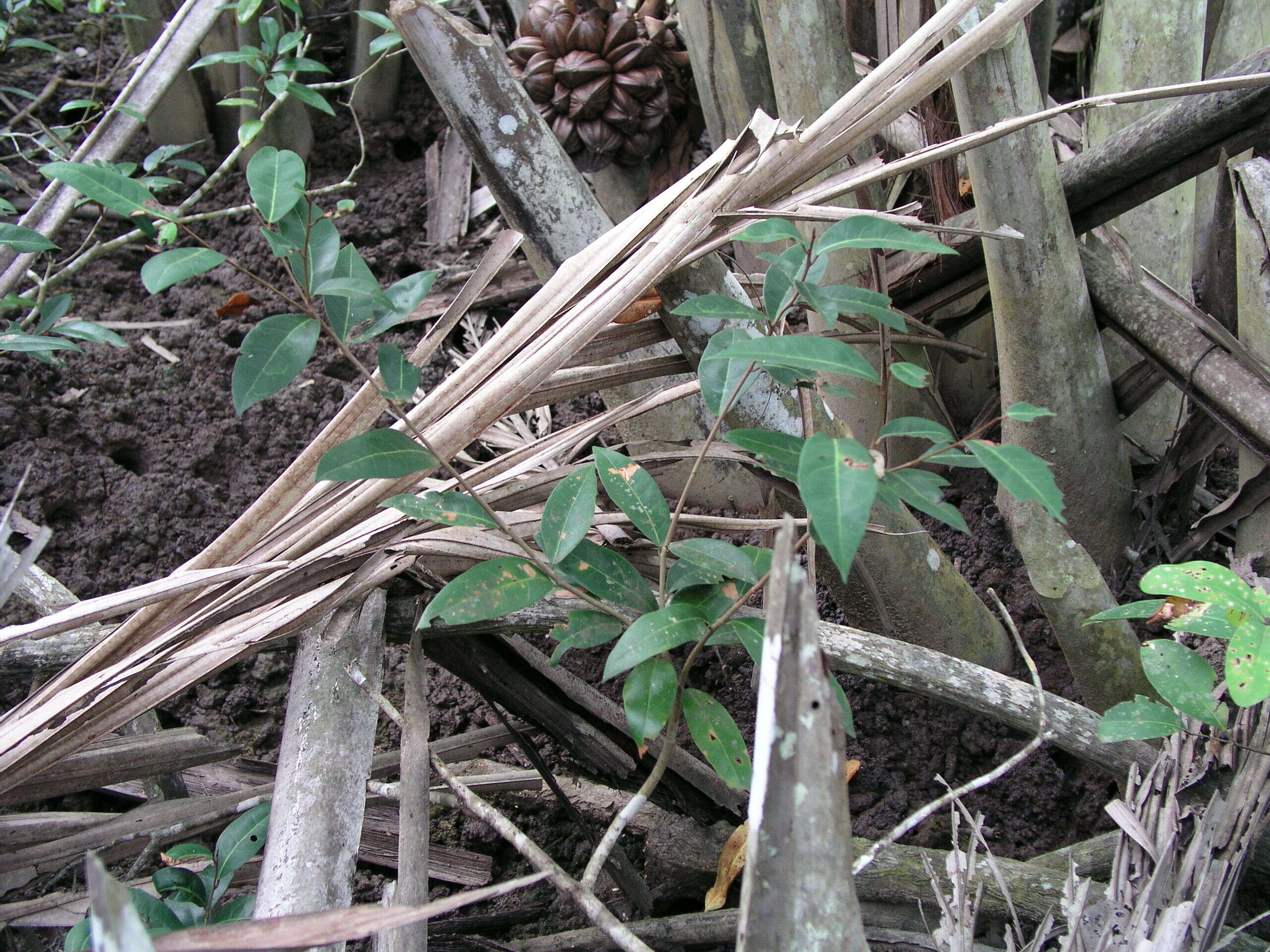 Image of Brownlowia tersa (L.) Kosterm.