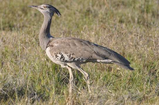 Image of Kori Bustard