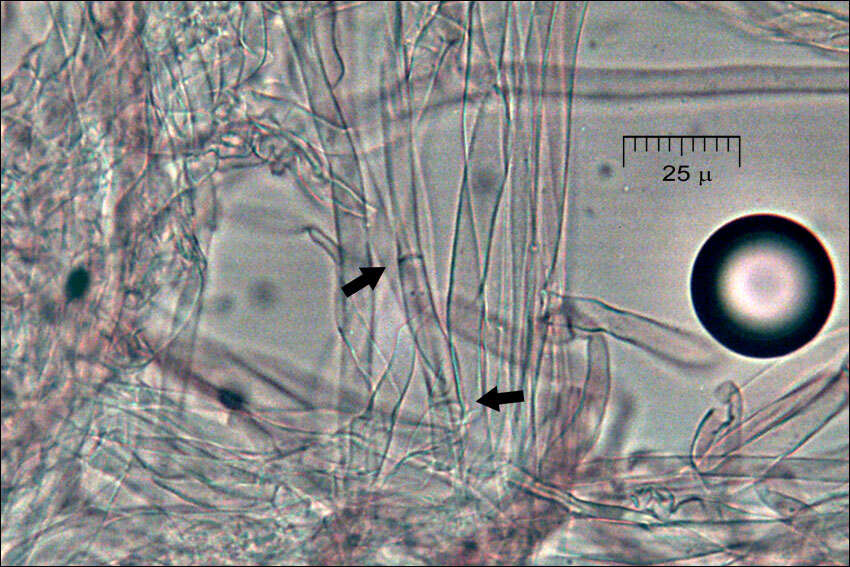 Слика од Ramaria neoformosa R. H. Petersen 1976