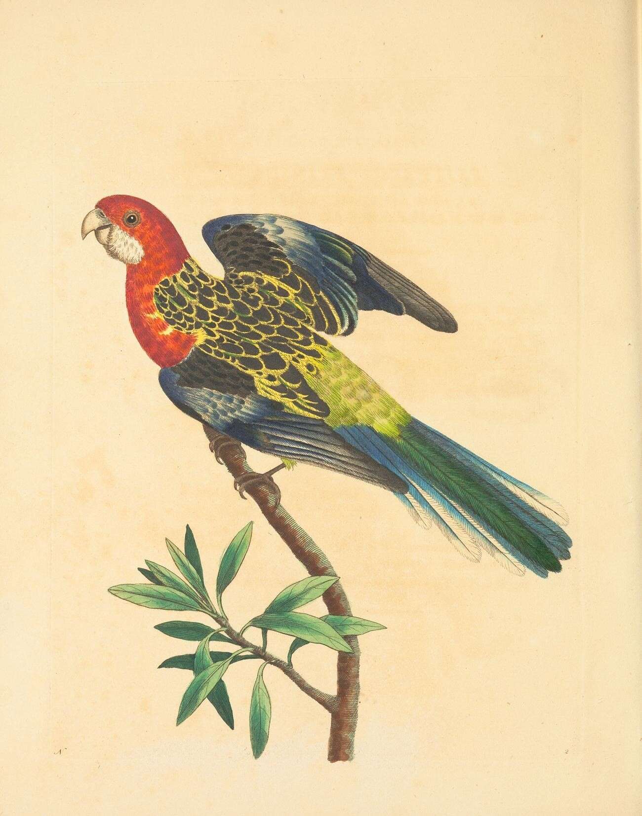 Image of Platycercus Vigors 1825