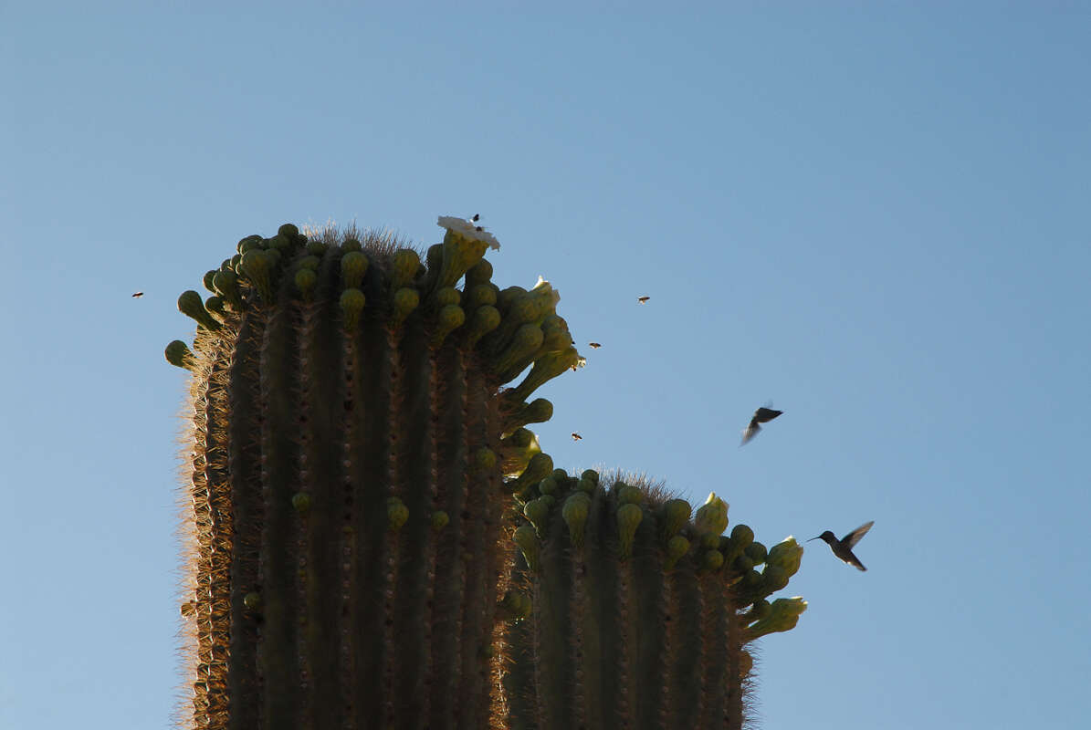 Image of saguaro