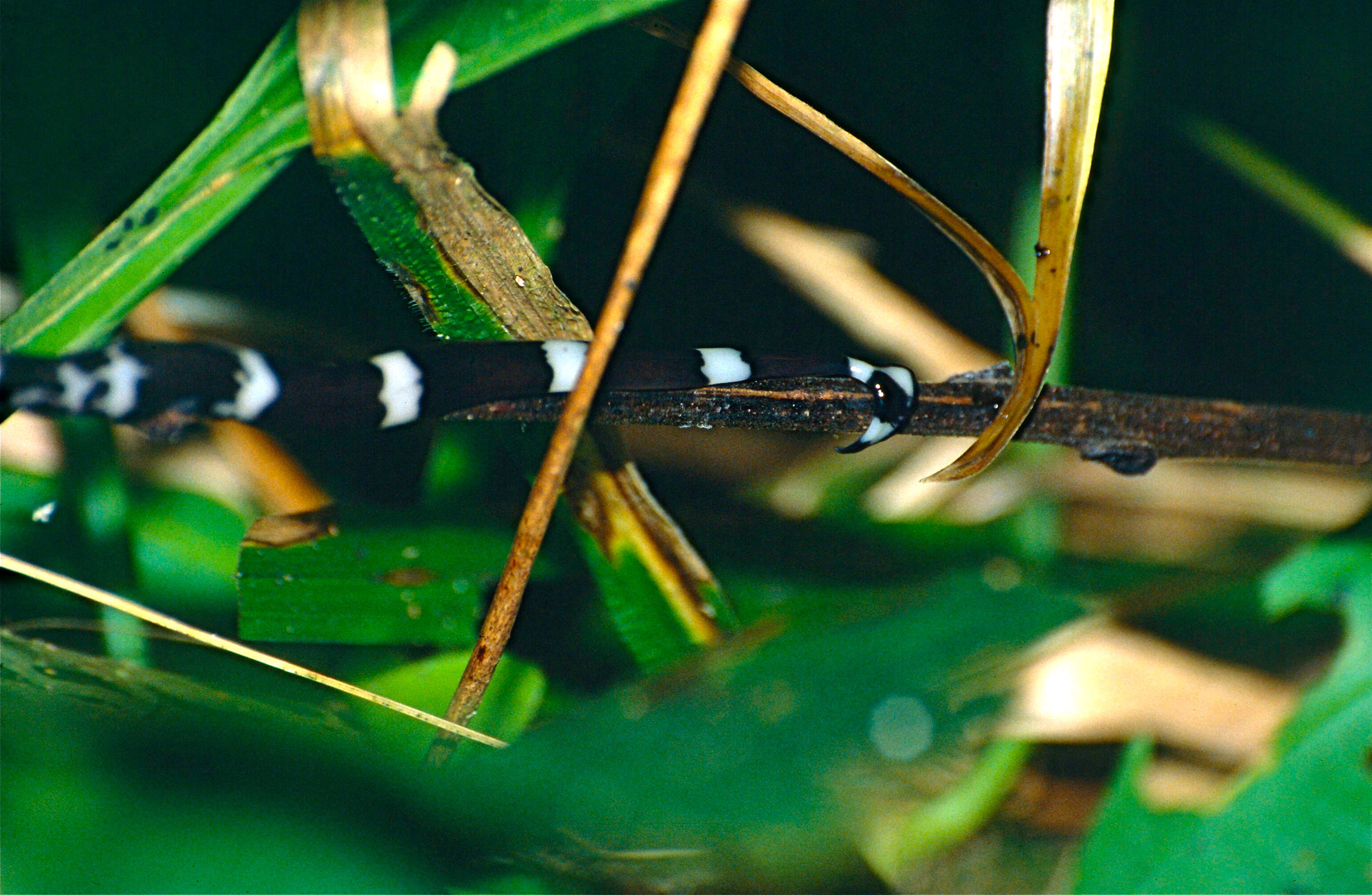 Image of Diversibipalium