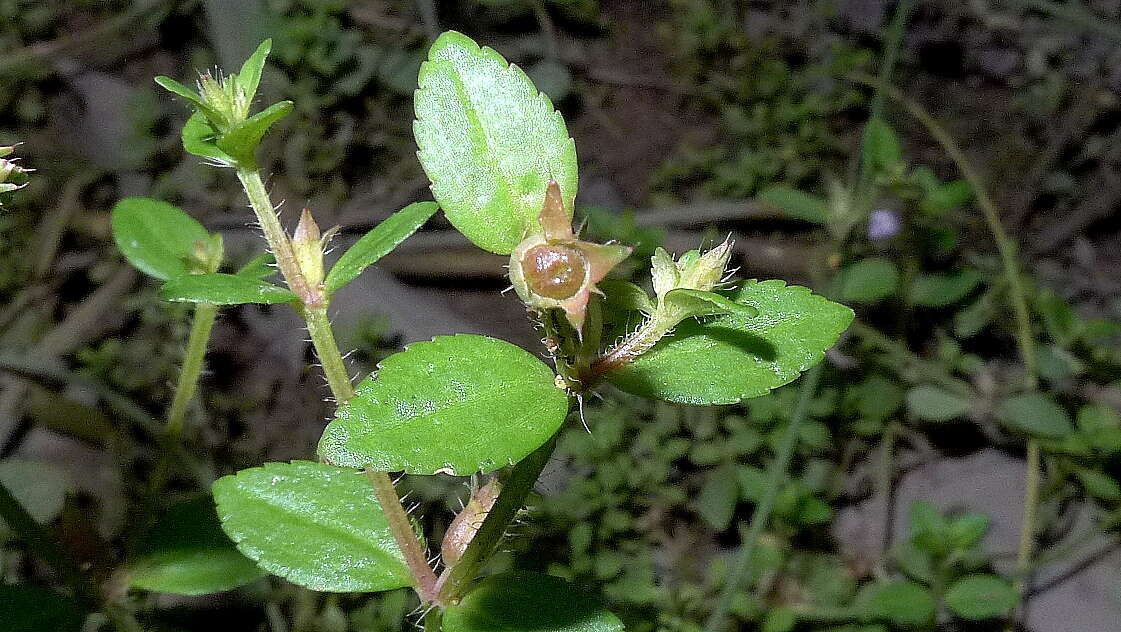 Image of Acisanthera hedyotidea (C. Presl) Triana