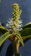 Слика од Croton heliotropiifolius Kunth