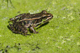 Image of pickerel frog