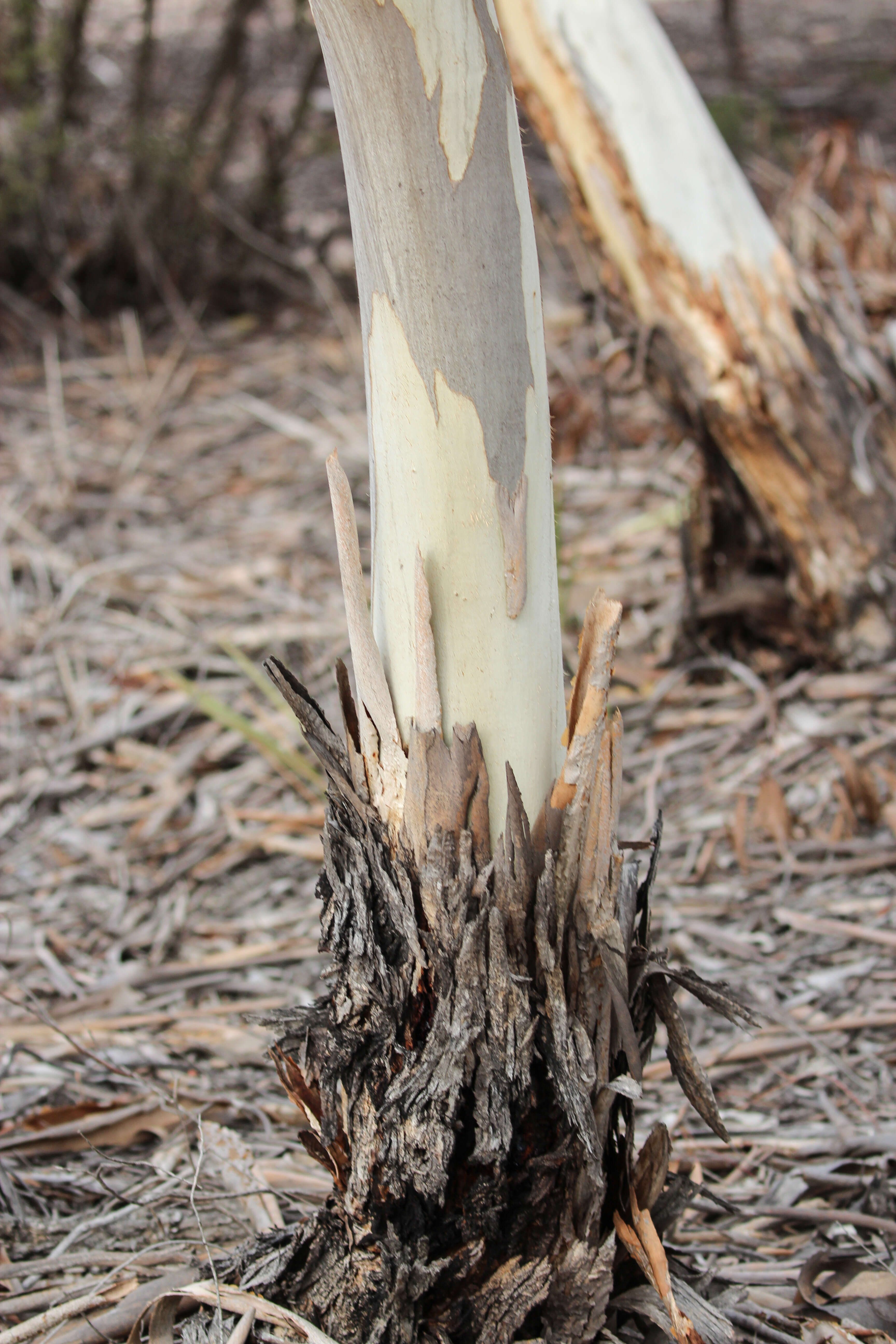 Imagem de Eucalyptus leucoxylon subsp. stephanae