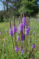 Image of vervain