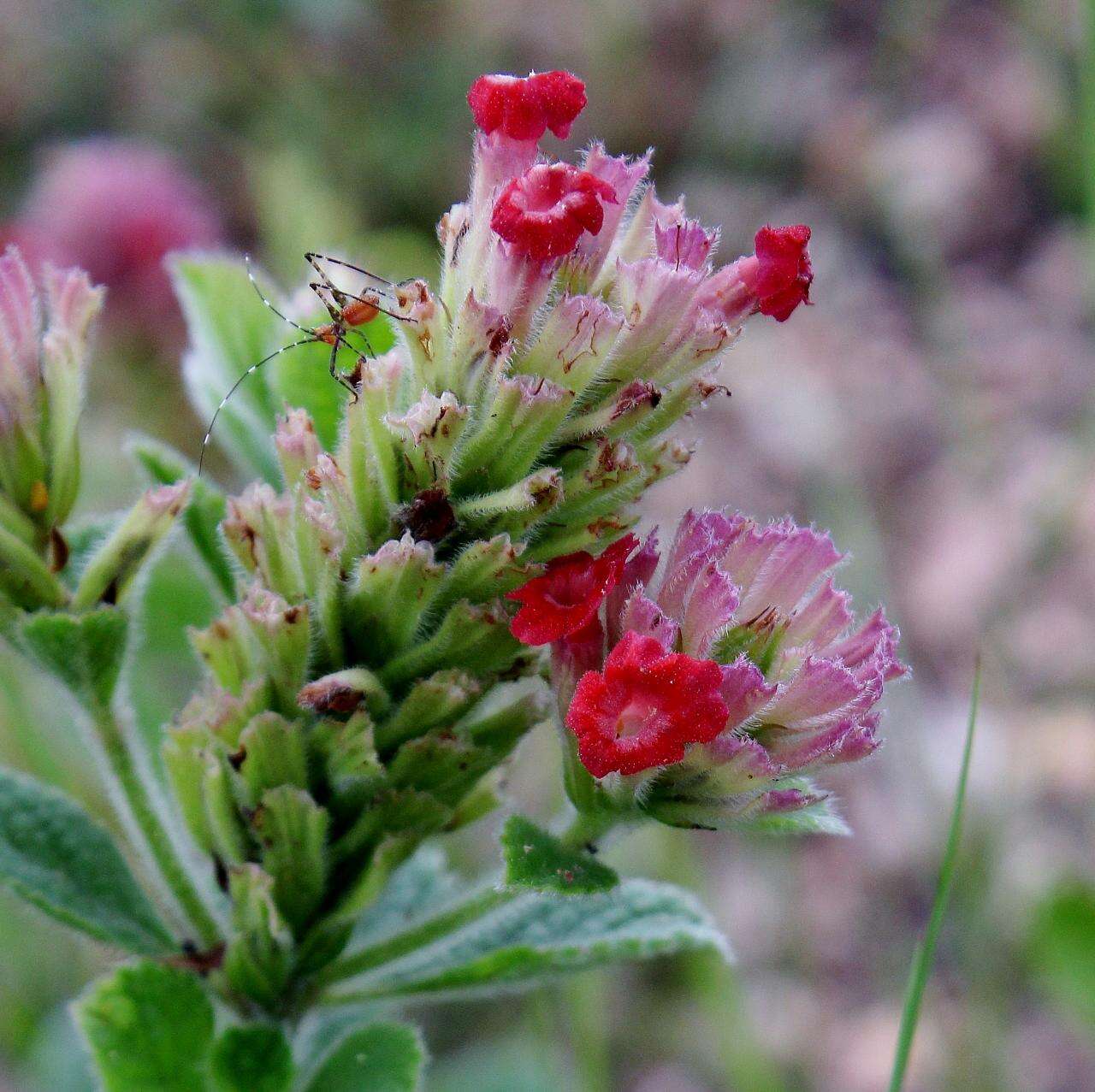 Image of blue porterweed