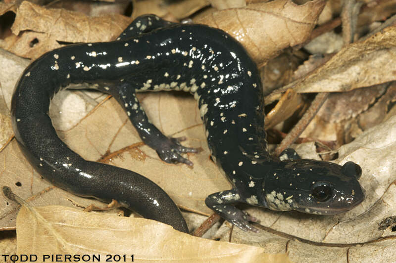 Image of Woodland salamander