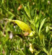 صورة Eremophila glabra (R. Br.) Ostenf.