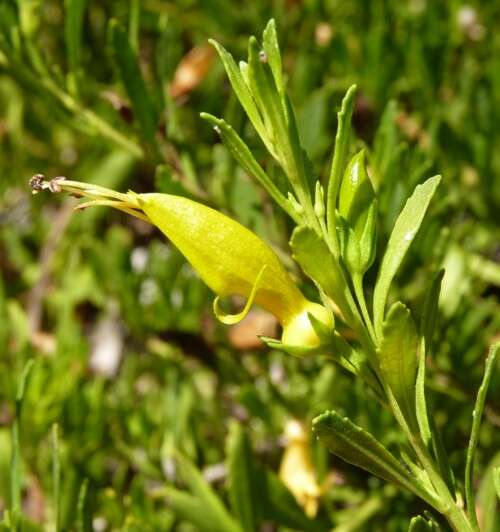 صورة Eremophila glabra (R. Br.) Ostenf.