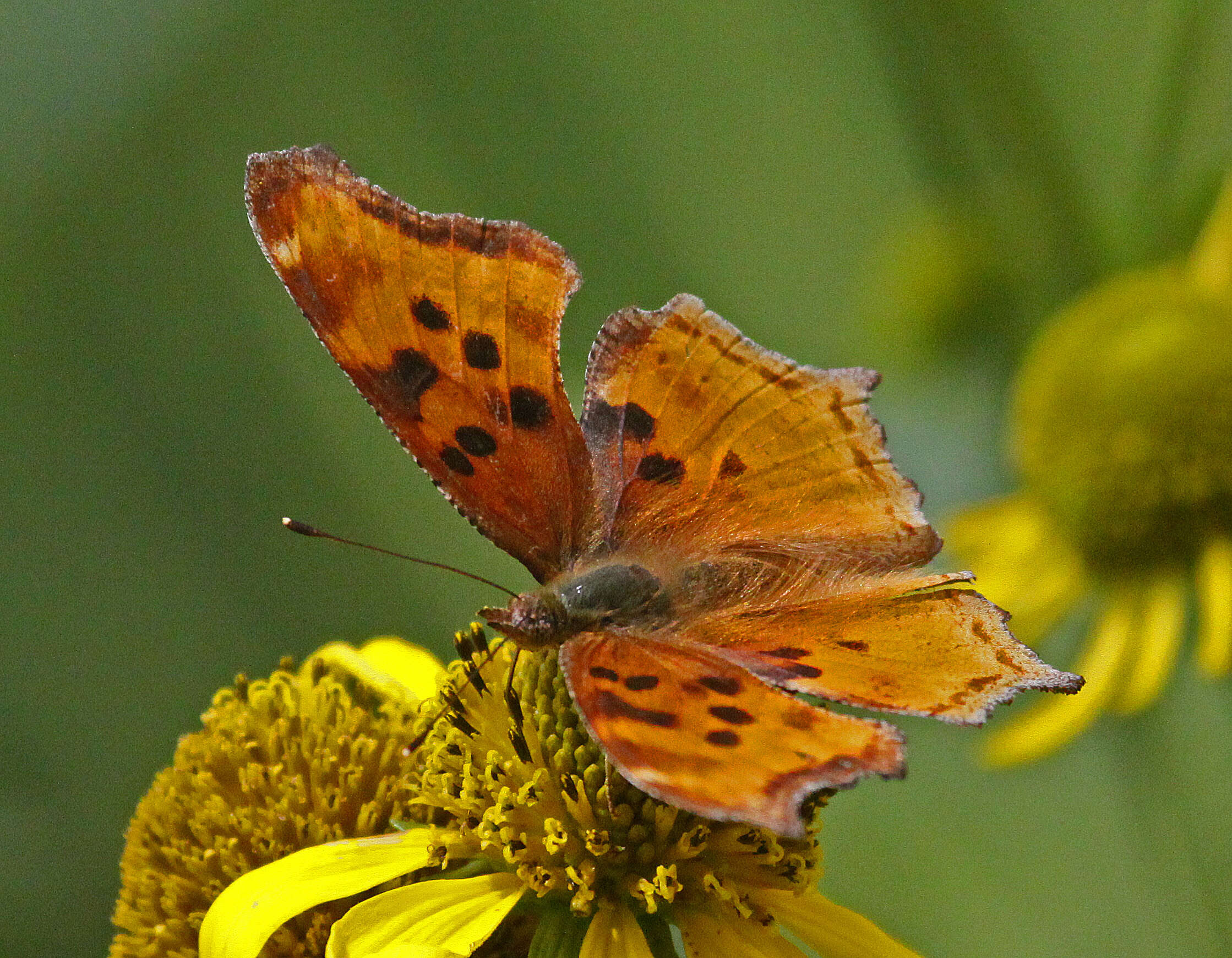 Слика од Polygonia satyrus Edwards