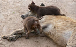 Image of Spotted Hyaenas