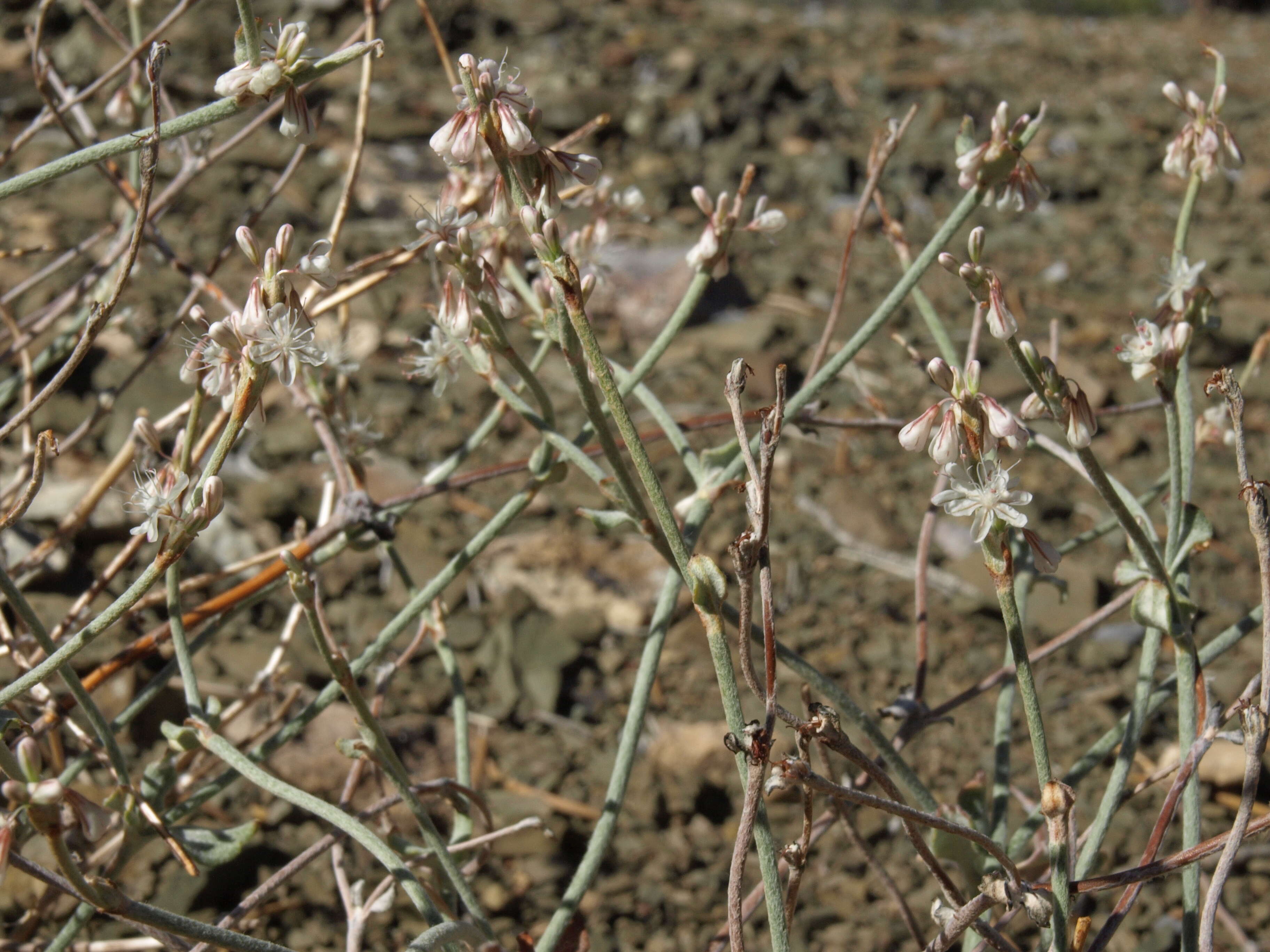 Image of Panamint Mountain buckwheat