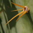 Image of Erect Prickly Pear