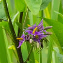 Image of Solanum subinerme Jacq.