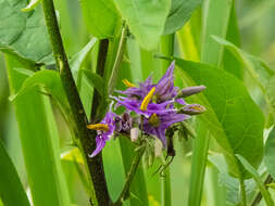 Image of Solanum subinerme Jacq.