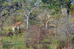 Plancia ëd Giraffa camelopardalis (Linnaeus 1758)