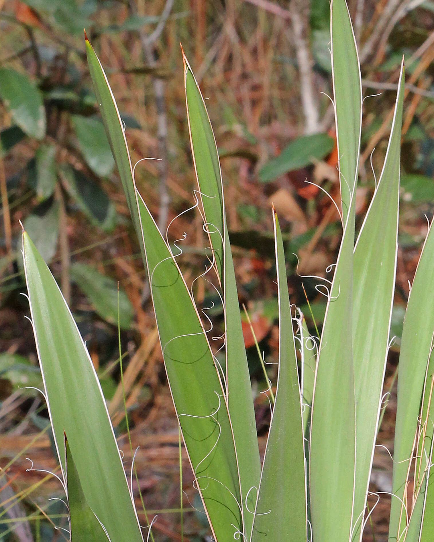 Image of yucca