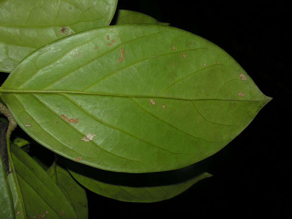 Image of Schlegelia parviflora (Oerst.) Monach.