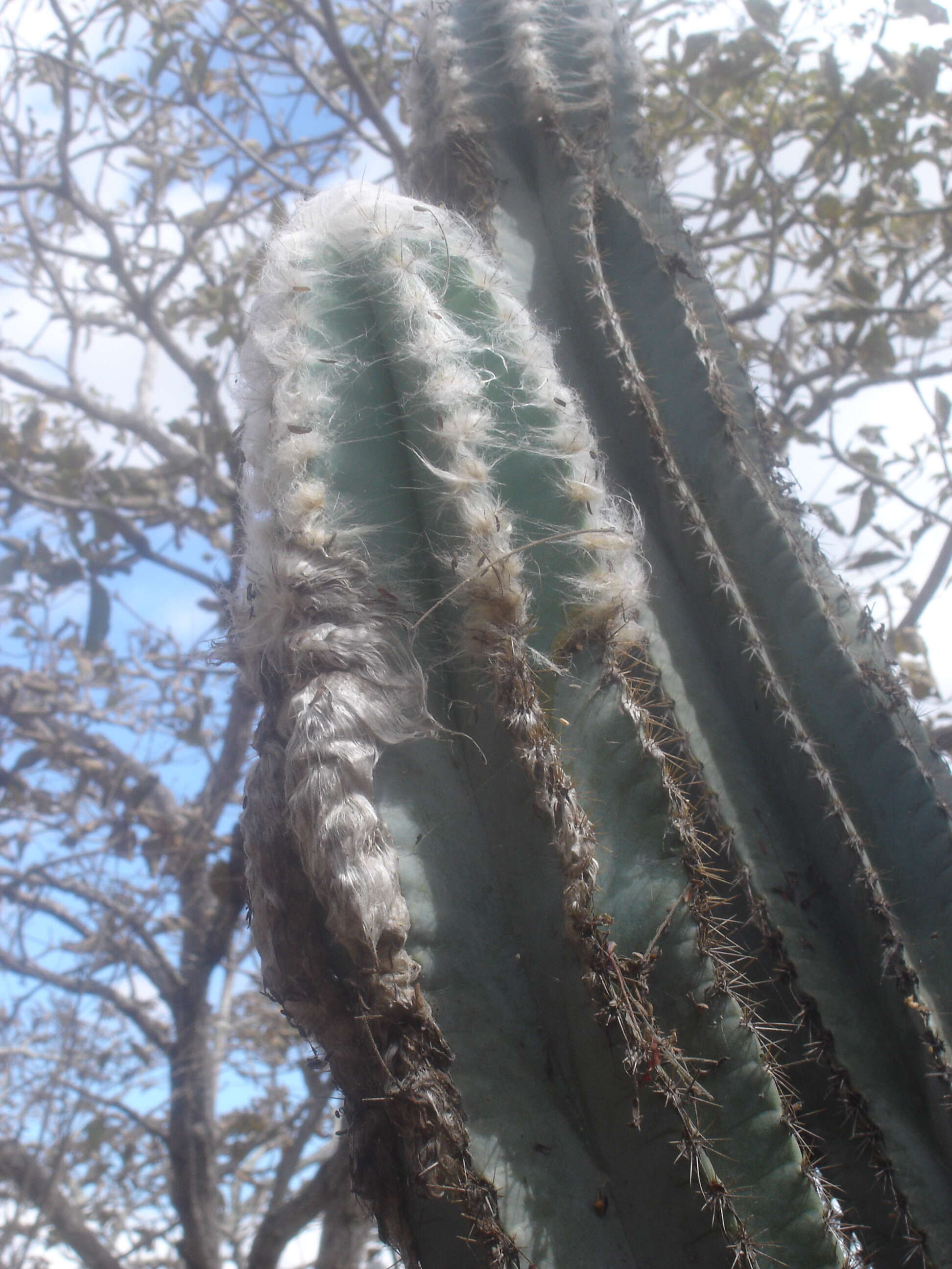 Image of tree cactus
