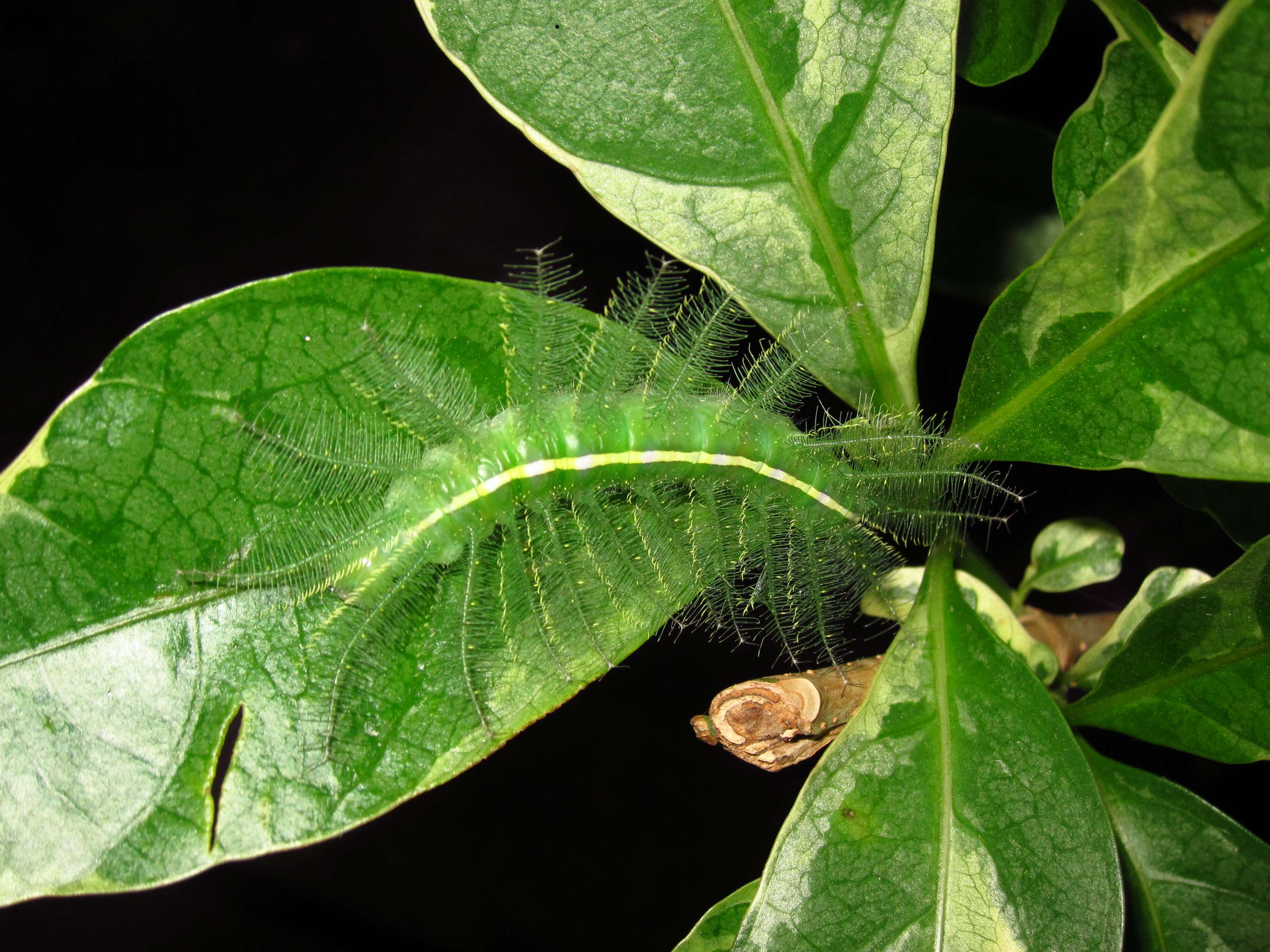 Image of Barons (butterflies)