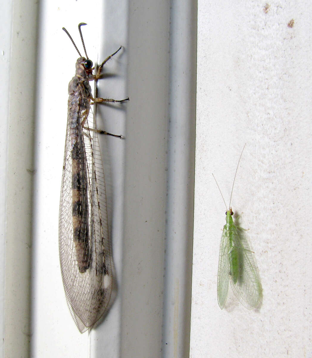 Image of Antlion